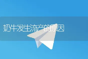 奶牛发生流产的原因