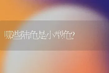 哪些陆龟是小型龟？