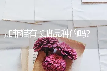 加菲猫有长脚品种的吗？