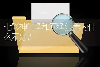 七彩神仙鱼和燕鱼混养为什么不好？