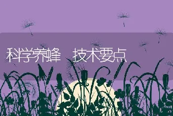 科学养蜂 技术要点