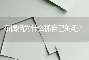 公母雪纳瑞间隔多久养？