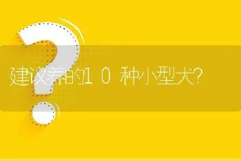 建议养的10种小型犬？