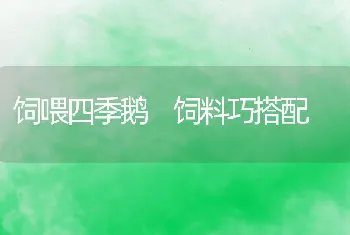 饲喂四季鹅饲料巧搭配