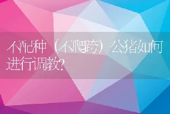 不配种（不爬跨）公猪如何进行调教？