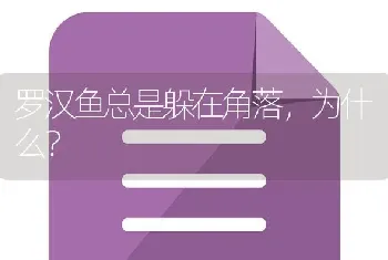 罗汉鱼总是躲在角落，为什么？