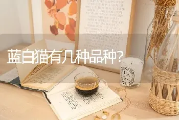 蓝白猫有几种品种？