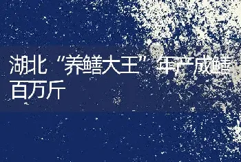 湖北“养鳝大王”年产成鳝百万斤