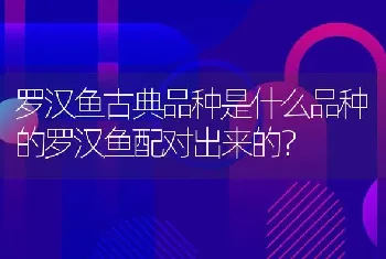 罗汉鱼古典品种是什么品种的罗汉鱼配对出来的？