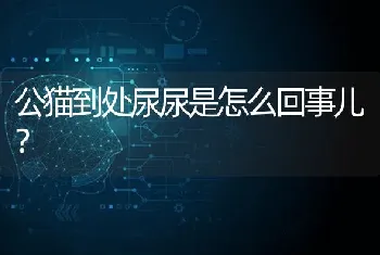 一个月的比熊宝宝应该吃什么狗粮、应该吃多少、需要注意些什么？