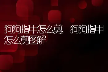 狗狗指甲怎么剪，狗狗指甲怎么剪图解