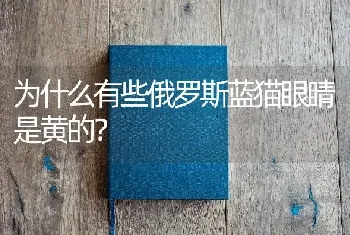 为什么有些俄罗斯蓝猫眼睛是黄的？