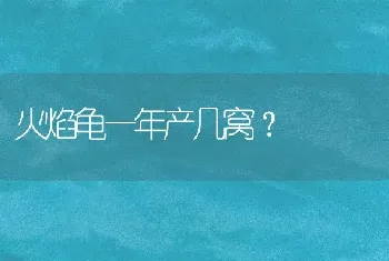 火焰龟一年产几窝？