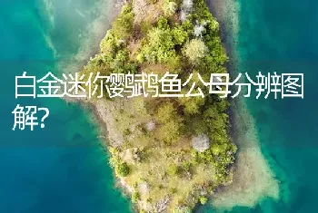 鹩哥能吃人吃的东西吗？