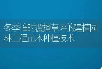 冬季临时覆播草坪的建植园林工程苗木种植技术