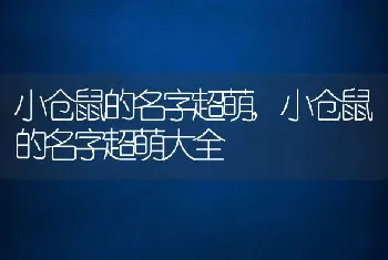 小仓鼠的名字超萌，小仓鼠的名字超萌大全