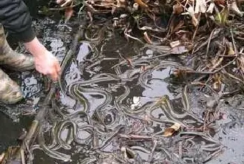 秋季池养黄鳝需要注意的方面