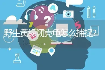 比熊，泰迪，小鹿狗，哪个好养？