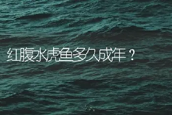 红腹水虎鱼多久成年？