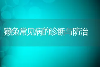 獭兔常见病的诊断与防治