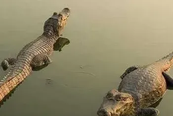 鳄鱼养殖条件