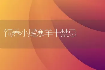 饲养小尾寒羊十禁忌