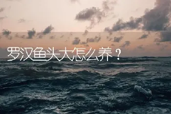 罗汉鱼头大怎么养？