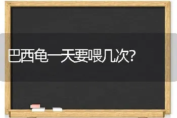 吉娃娃养公的好还是母的好拜托各位大神？