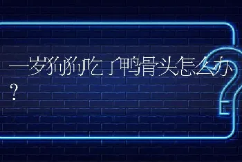 一岁狗狗吃了鸭骨头怎么办？