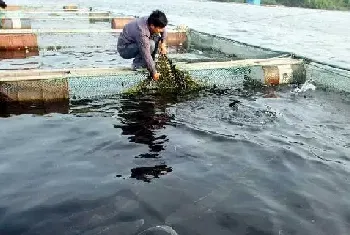 鲟鱼的饲养管理应注意事项