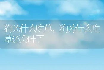 狗为什么吃草，狗为什么吃草还会吐了