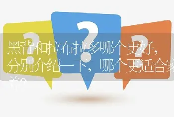 黑背和拉布拉多哪个更好，分别介绍一下，哪个更适合家养？