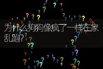 为什么狗狗像疯了一样在家乱跑？