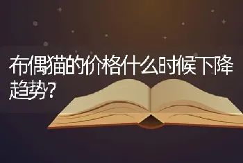 布偶猫的价格什么时候下降趋势？