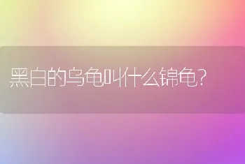 黑白的乌龟叫什么锦龟？