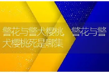 警花与警犬樱桃，警花与警犬樱桃死是哪集