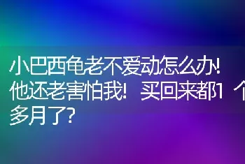 小巴西龟老不爱动怎么办!他还老害怕我!买回来都1个多月了？