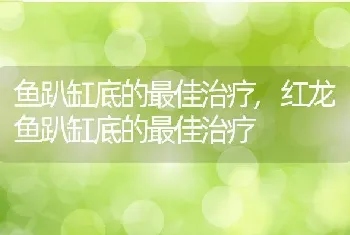 鱼趴缸底的最佳治疗，红龙鱼趴缸底的最佳治疗