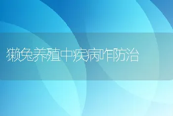 獭兔养殖中疾病咋防治