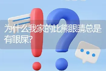 为什么我家的比熊眼睛总是有眼屎？