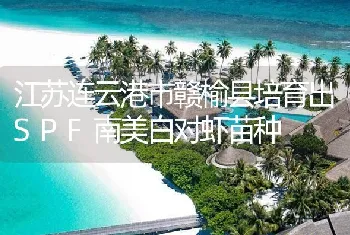 江苏连云港市赣榆县培育出SPF南美白对虾苗种