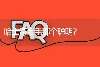 哈士奇金毛那个聪明？