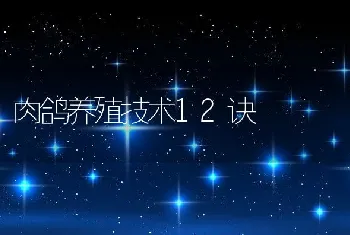 肉鸽养殖技术12诀