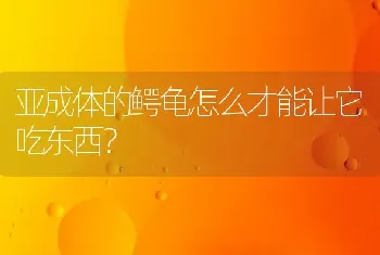 亚成体的鳄龟怎么才能让它吃东西？