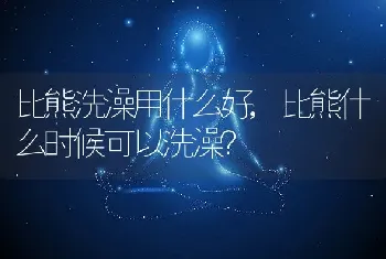 比熊洗澡用什么好，比熊什么时候可以洗澡？