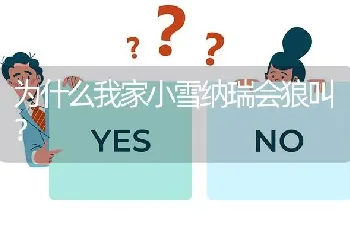 为什么我家小雪纳瑞会狼叫？