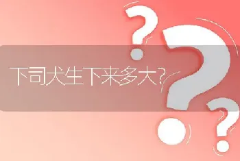 下司犬生下来多大？