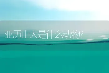 亚历山大是什么动物？