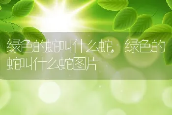 绿色的蛇叫什么蛇，绿色的蛇叫什么蛇图片