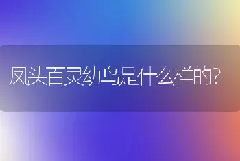 凤头百灵幼鸟是什么样的？